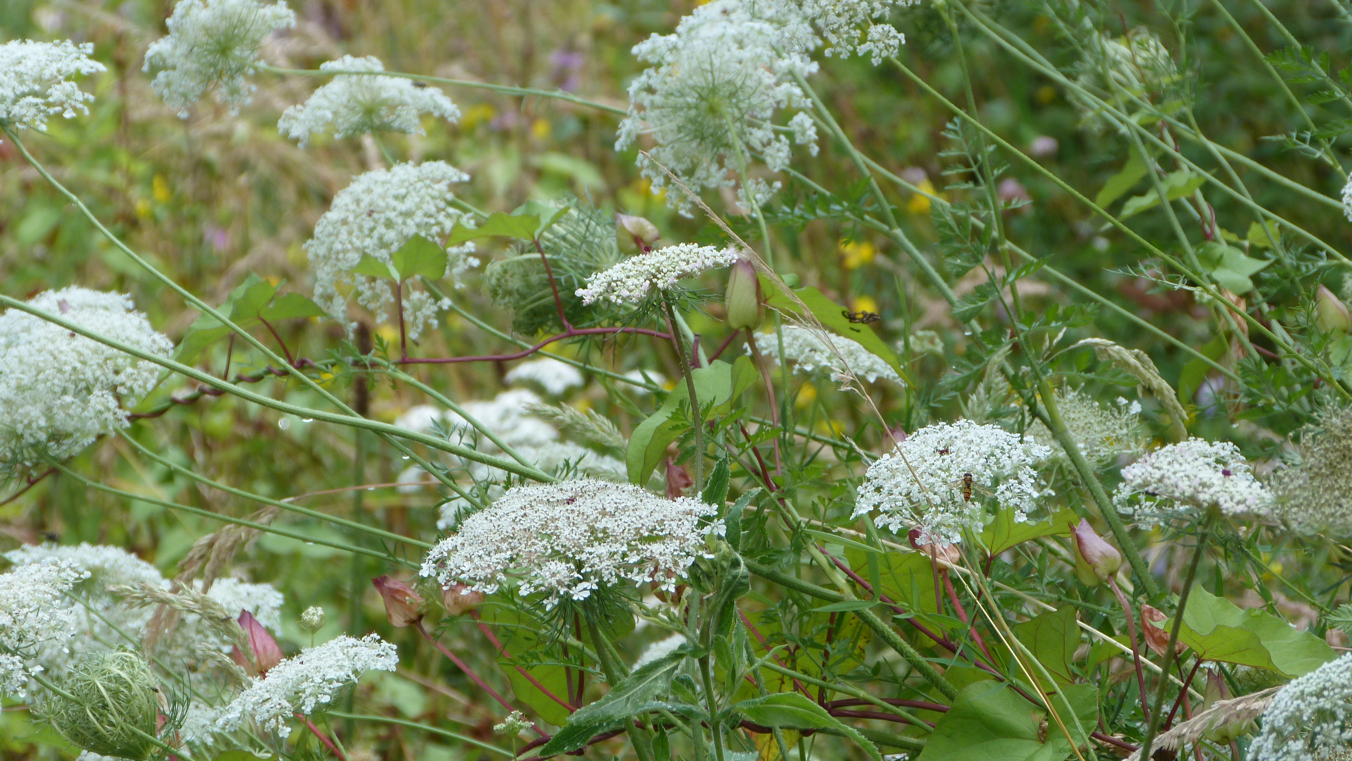 wild carrot at Hirst Wood Community Garden
