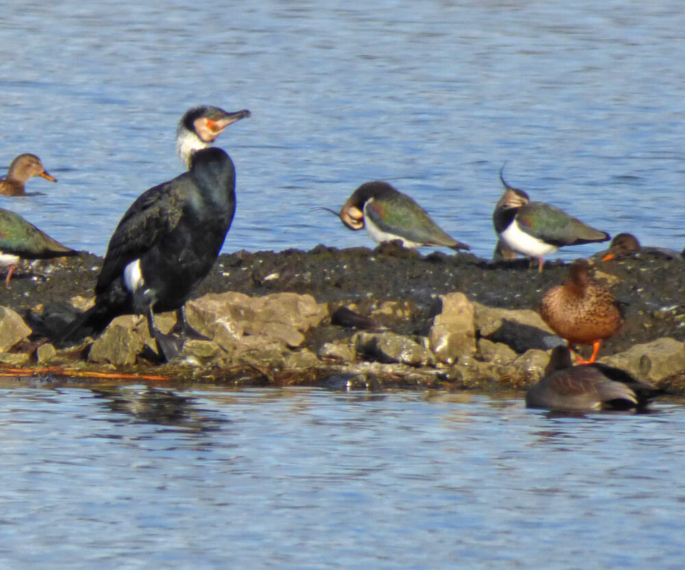 Cormorant In Breeding Plumage with Lapwing