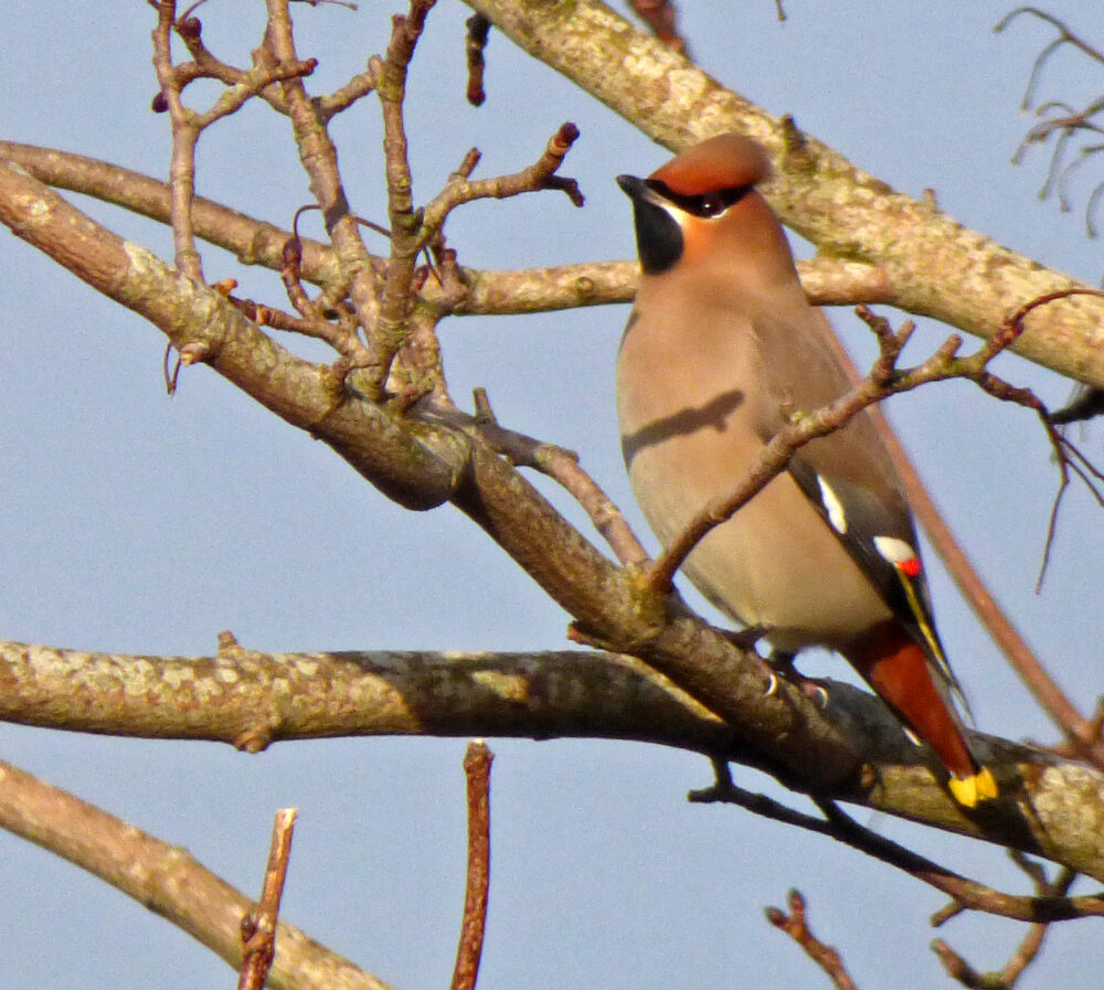 Waxwing 12th February
