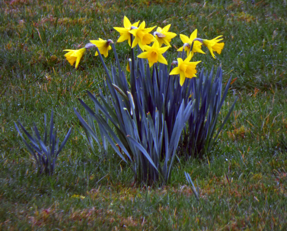 A Sign Of Spring