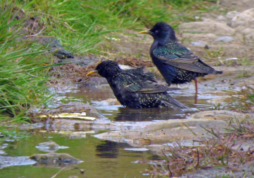 Starlings, Baildon 19th May