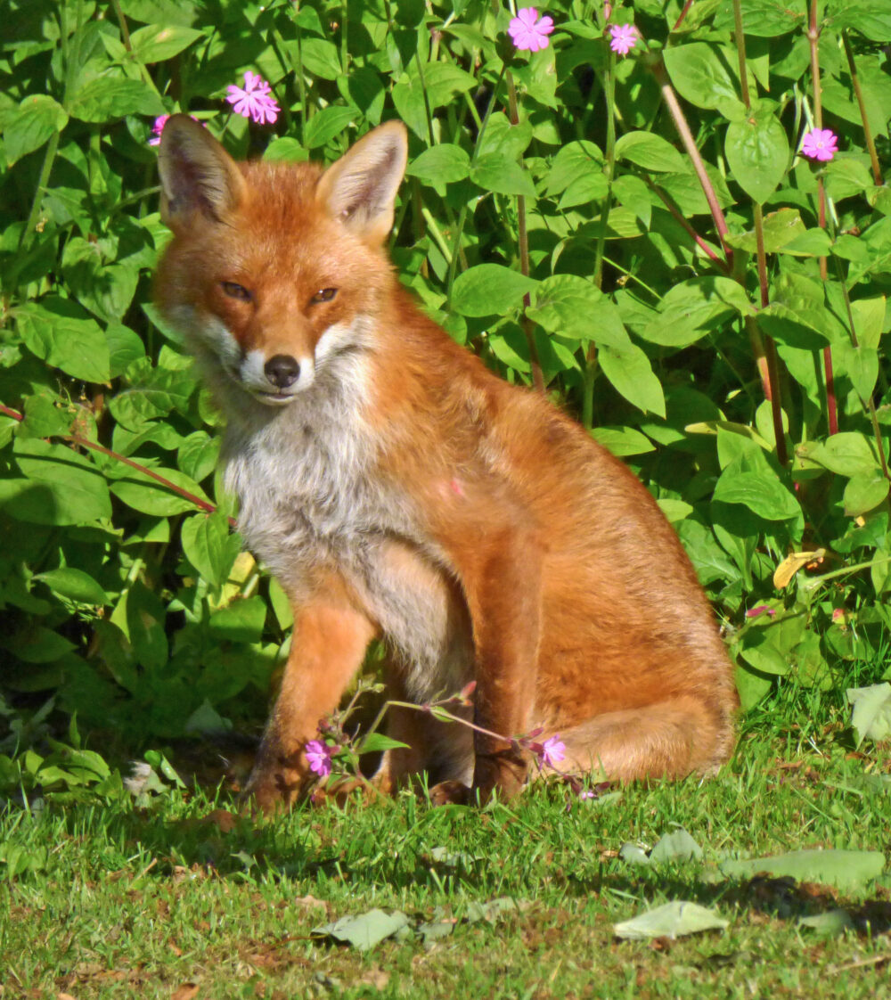 Fox, 25th May