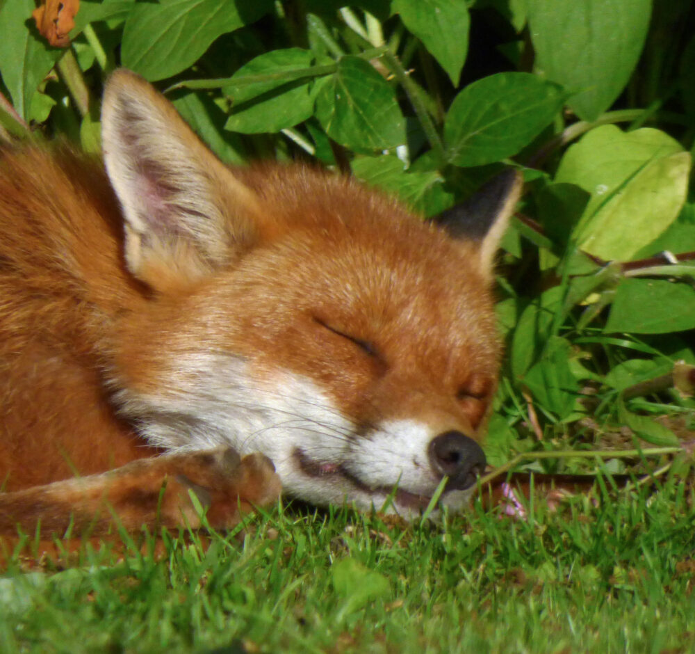 Sleeping Fox, 25th May