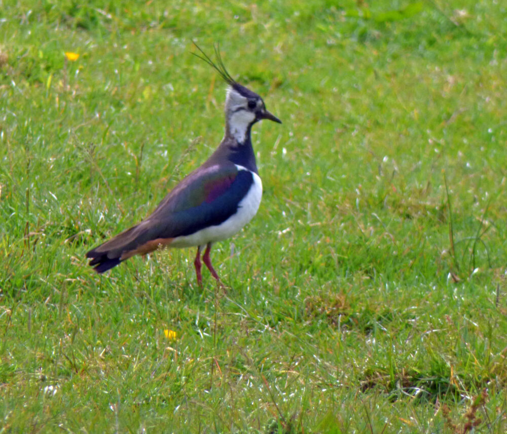 Lapwing, 6th June