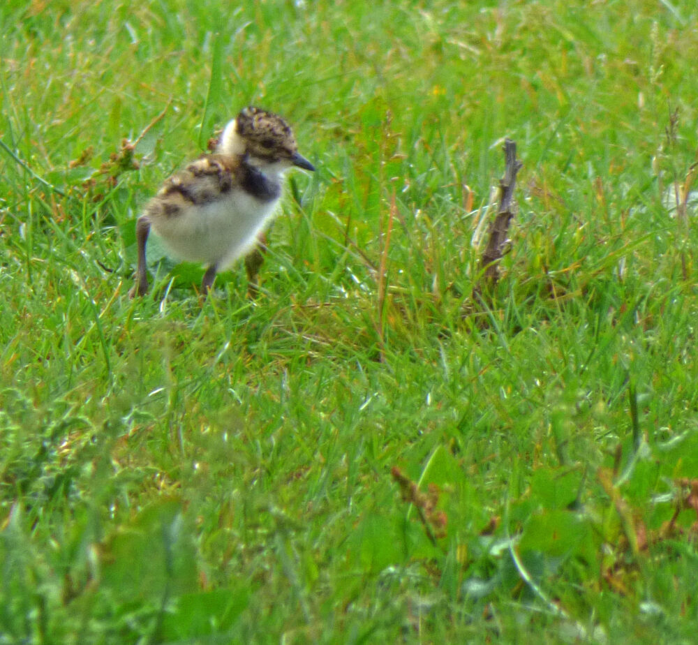 Lapwing Chick, 6th June
