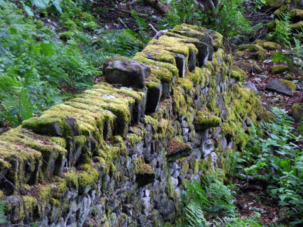 Mossy Wall, 6th June