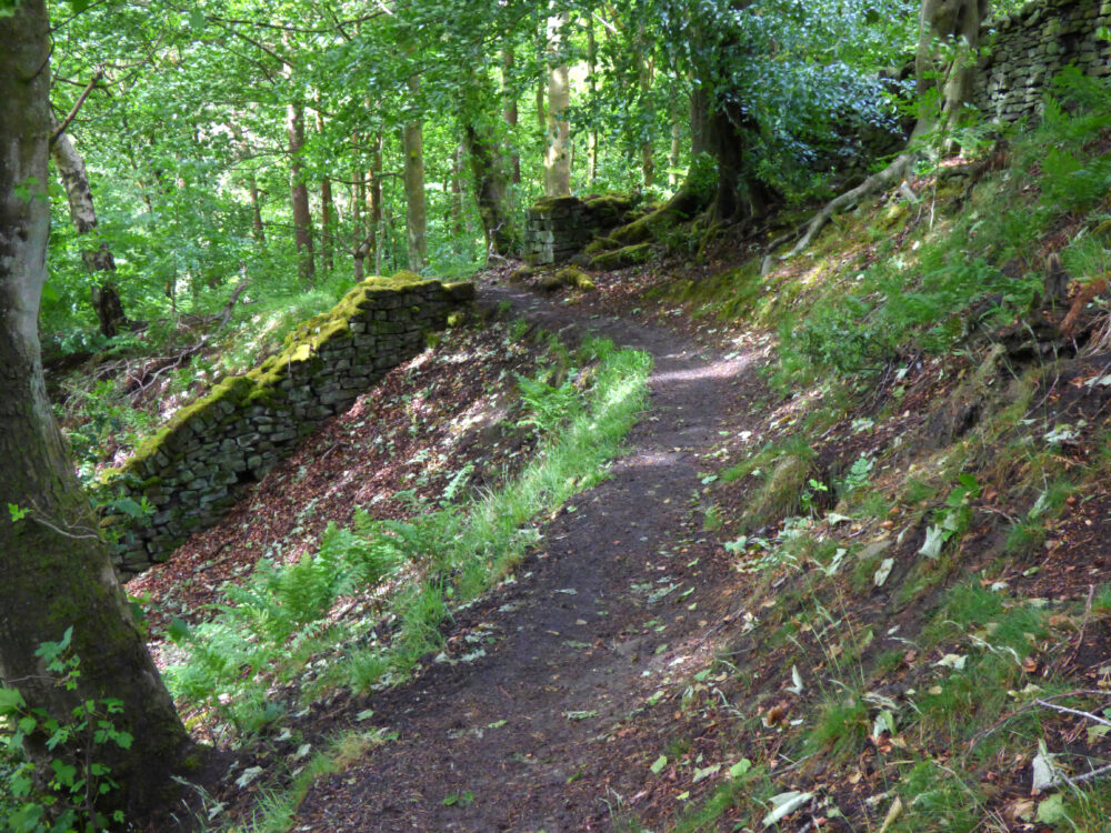 Woodland Path, 6th June