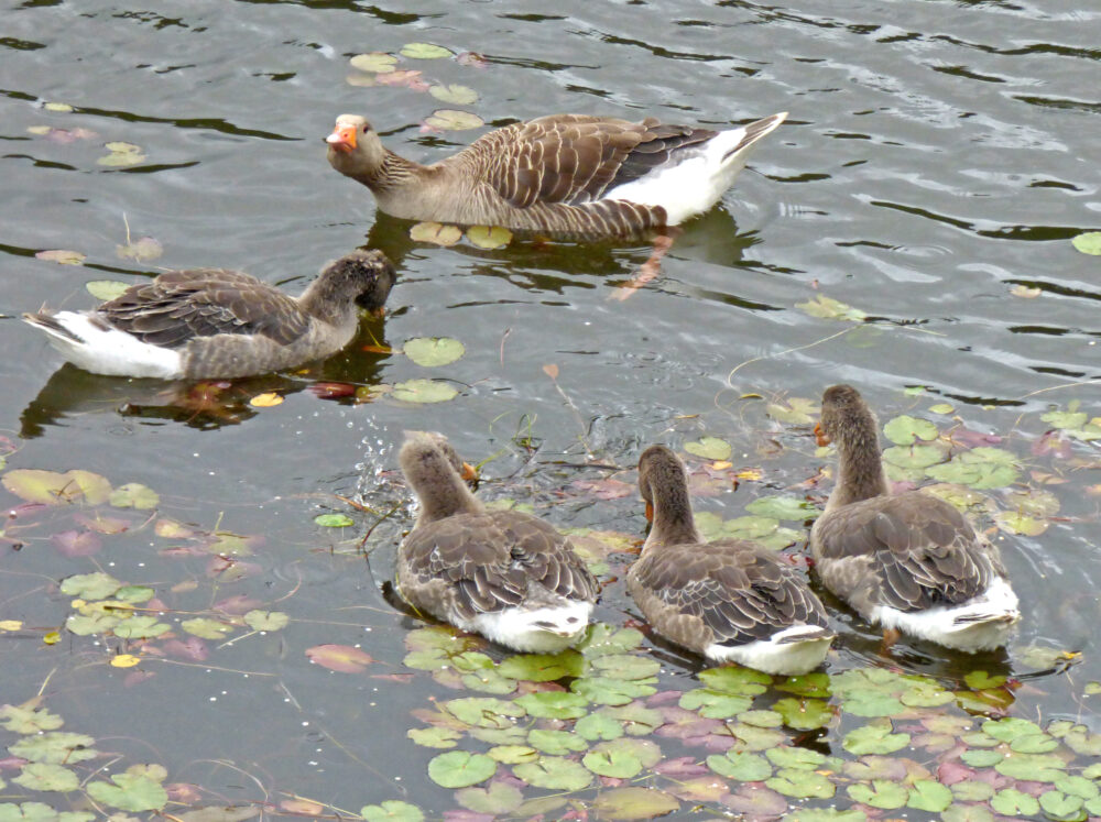 Greylags, 6th June