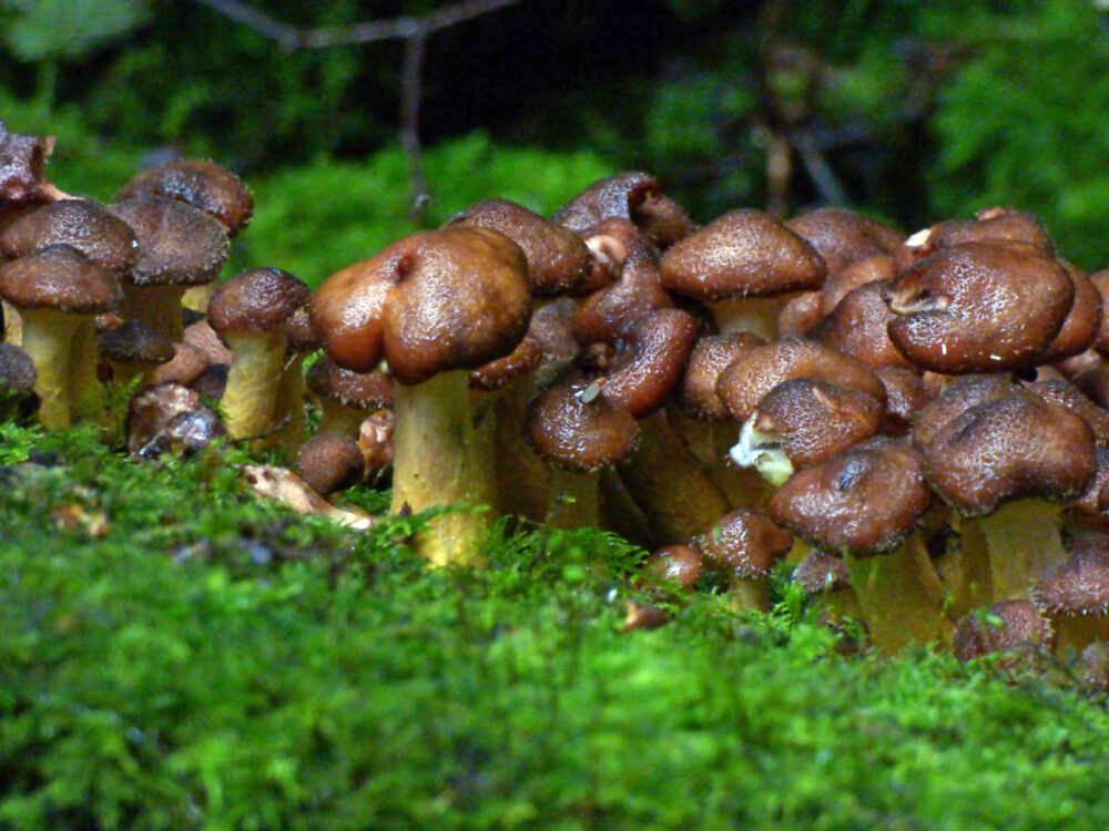 Fungi, 6th October, Heaton Woods