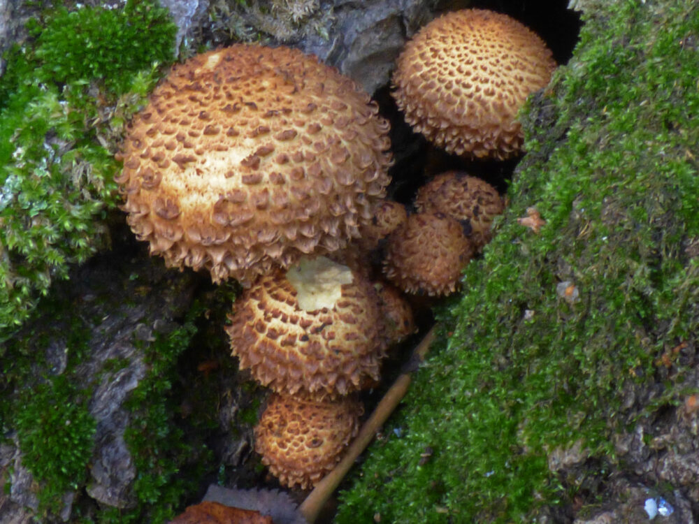 Scalycap?, Cunnery Wood, 20th October