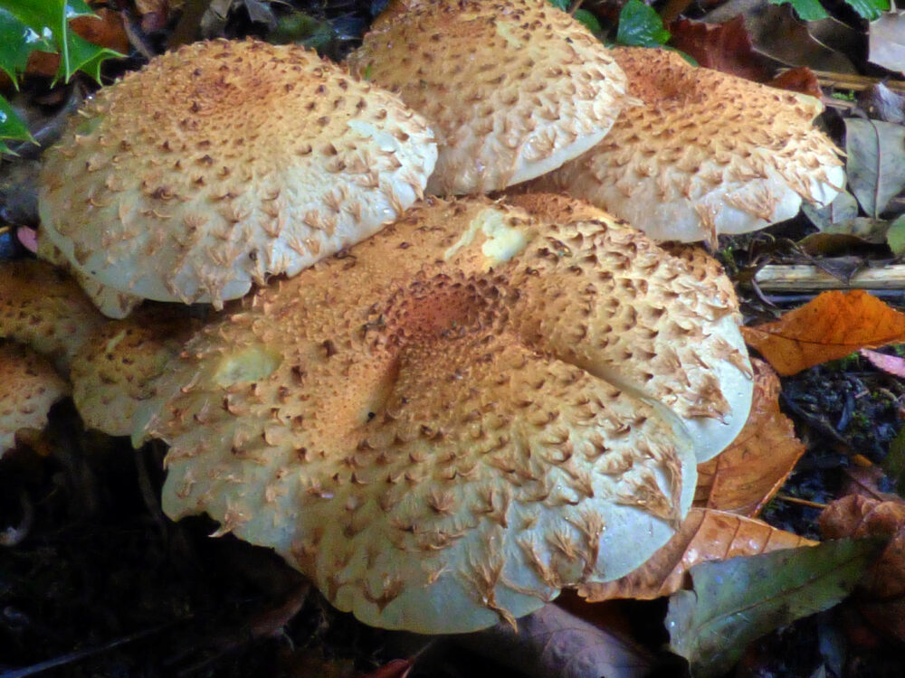 Scalycap?, Cunnery Wood, 20th October