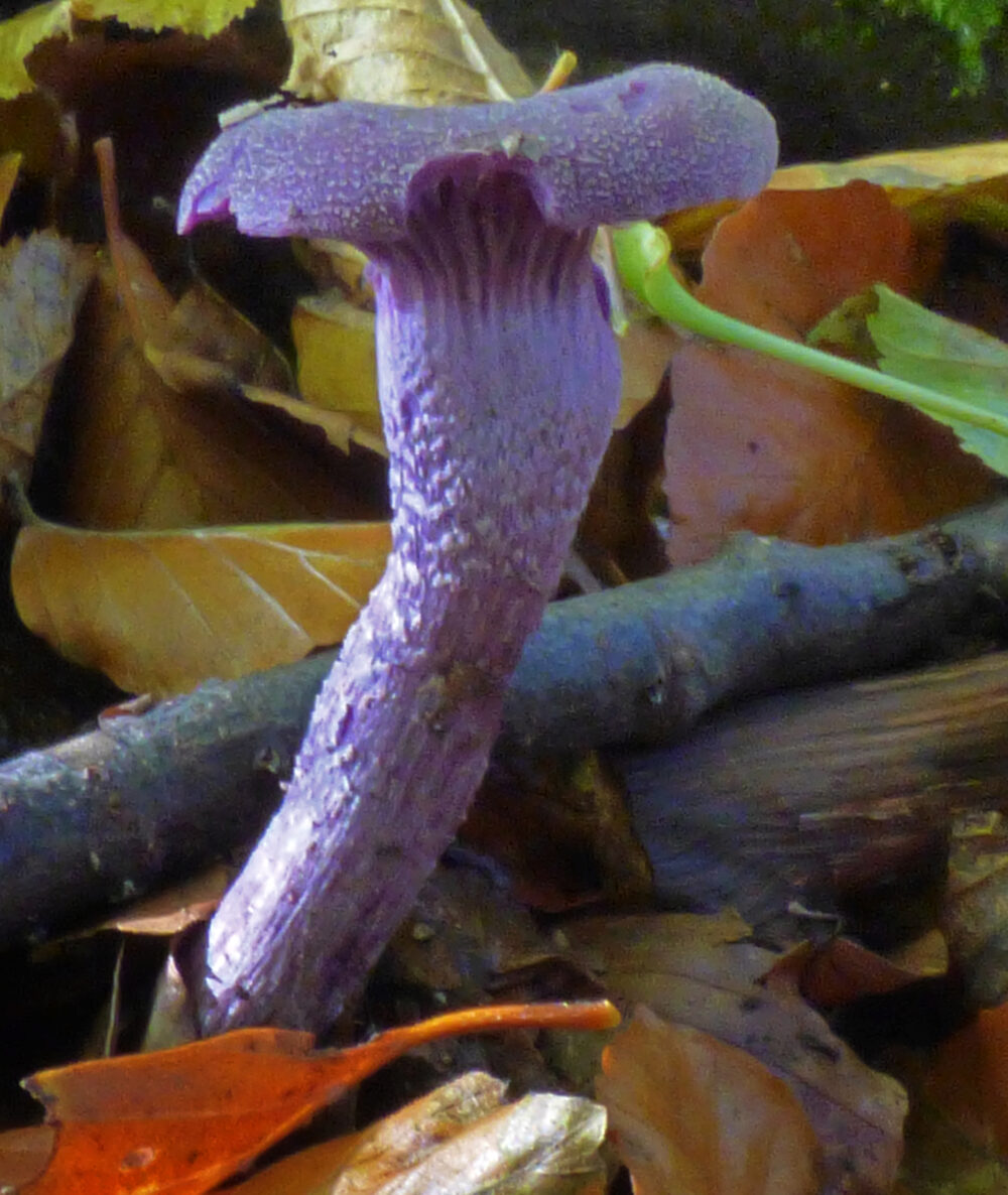 Amethyst Deceiver, Cunnery Wood, 20th October