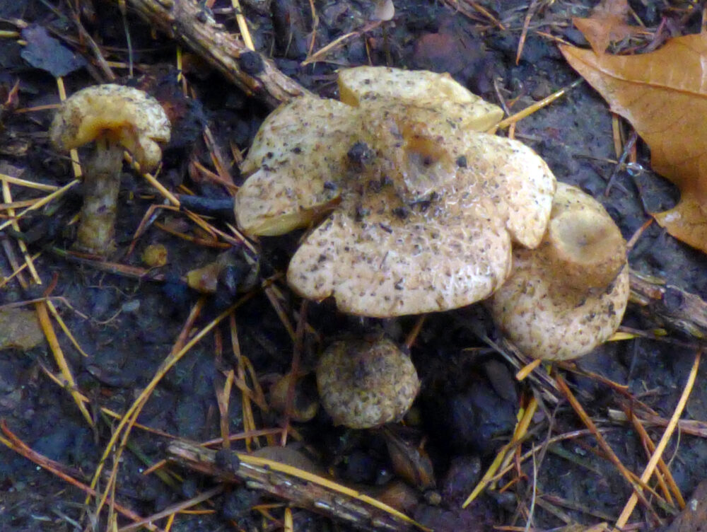 Fungi Under Larch, Devonshire Park, 3rd November 2020