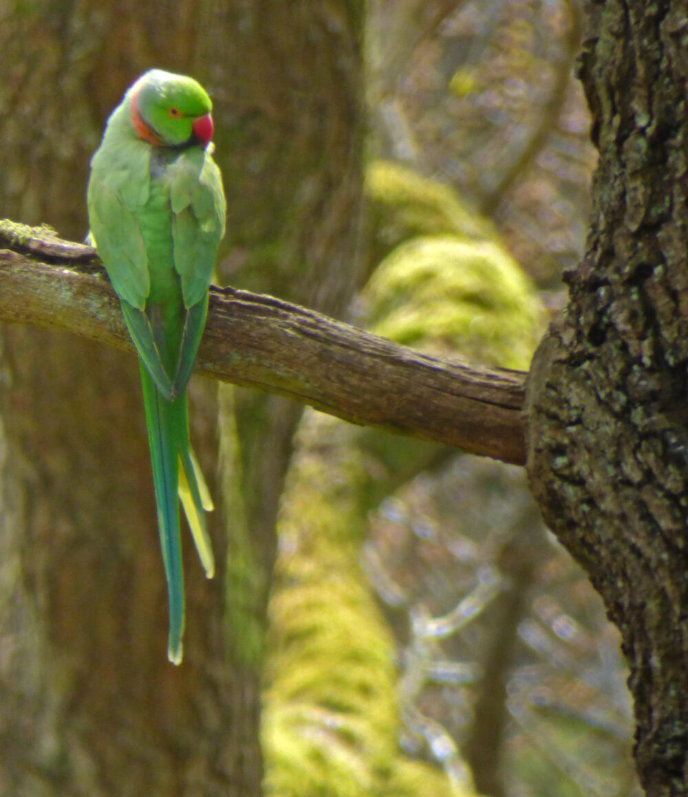 Ring-necked Parakeet, 27th April 2021