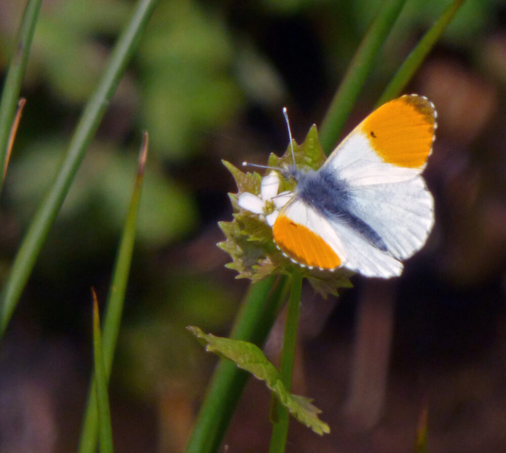 Male Orange Tip Butterfly, Baildon, 11th May 2021