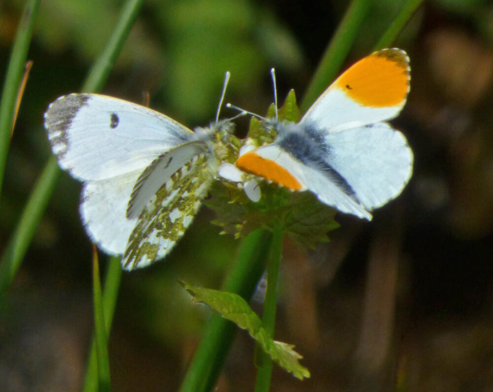Orange Tip Butterflies, Baildon, 11th May 2021
