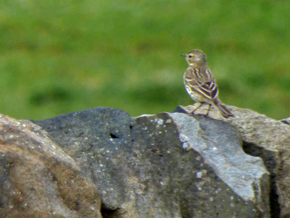 Meadow Pipit, Baildon, 11th May 2021