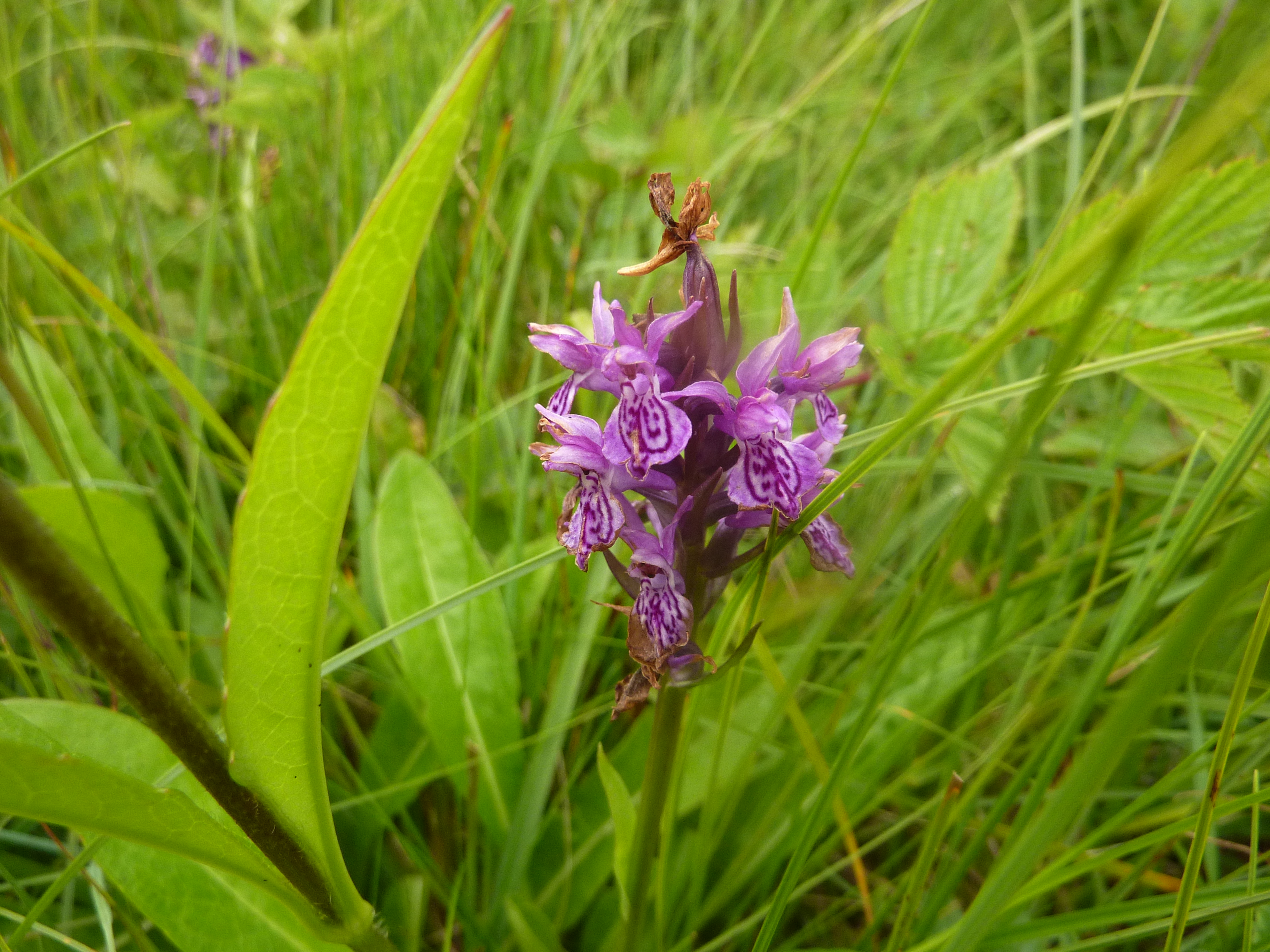 Early Marsh Orchid (possibly a hybrid), Malham, 12th July 2022