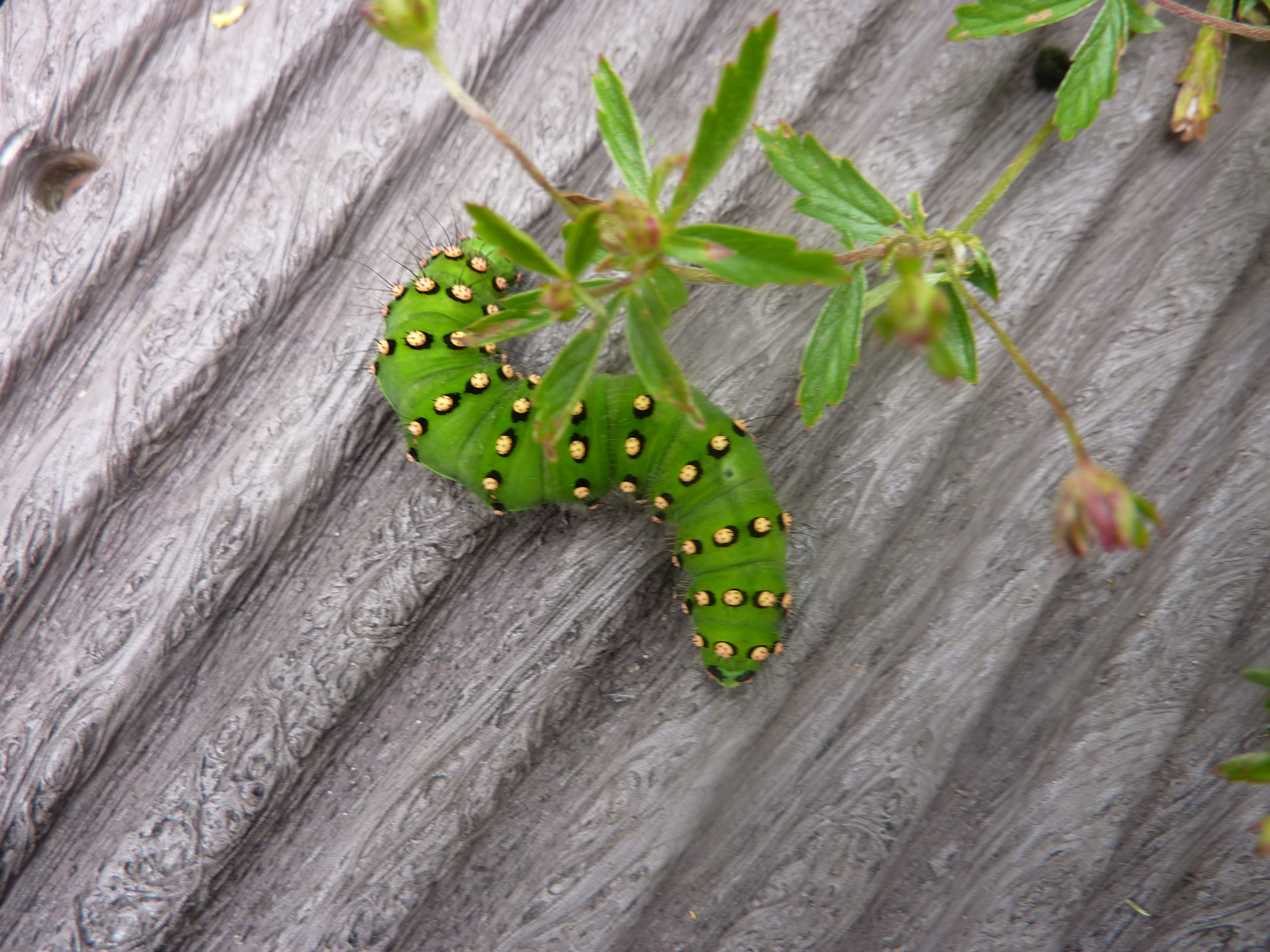 Emperor Moth Caterpillar, Malham, 12th July 2022