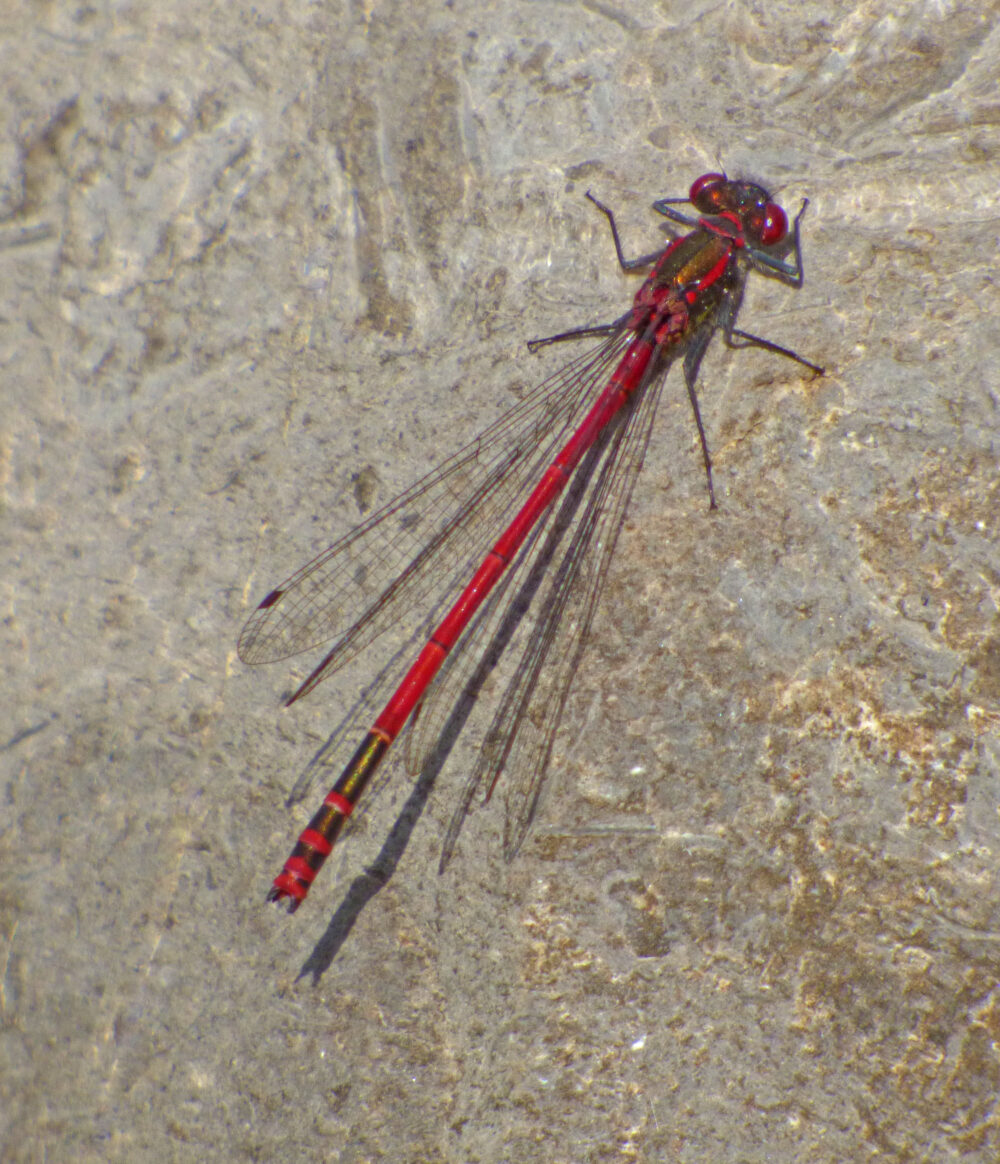 Large Red Damselfly, Ribblehead Quarry, 22nd June 2021