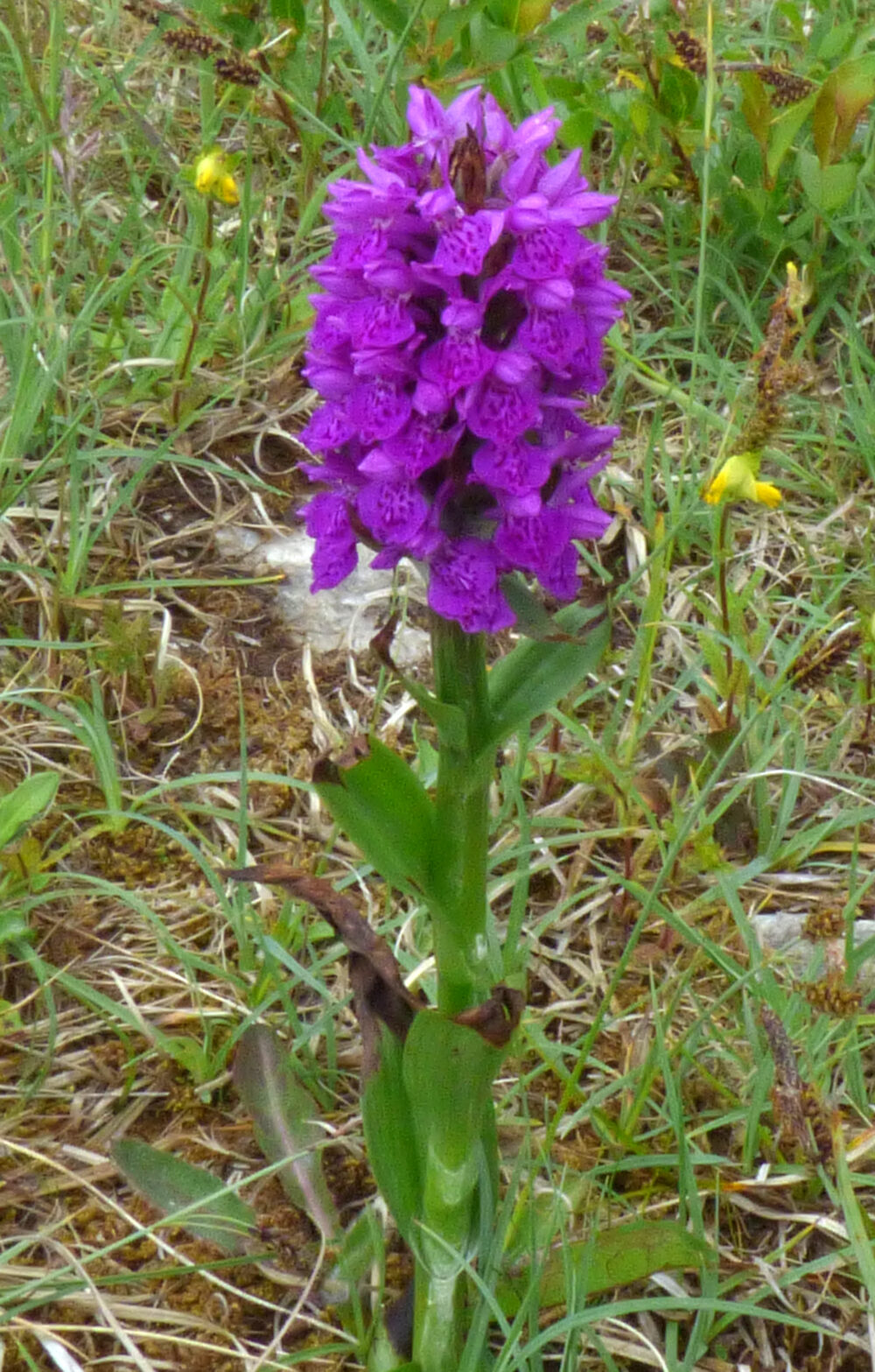 Northern Marsh Orchid, Ribblehead Quarry, 22nd June 2021
