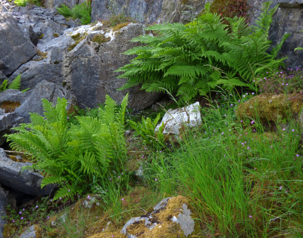 Ferns At Ribblehead Quarry, 22nd June 2021
