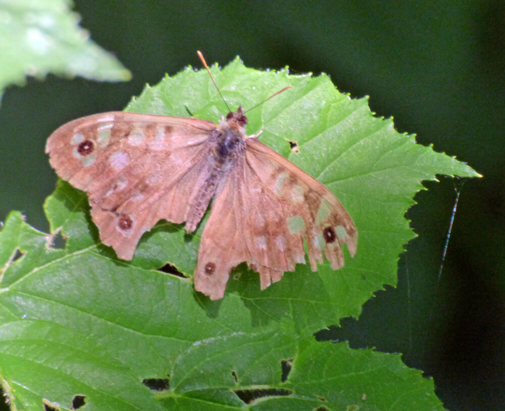 Speckled Wood? Raw Nook, 20th July 2021