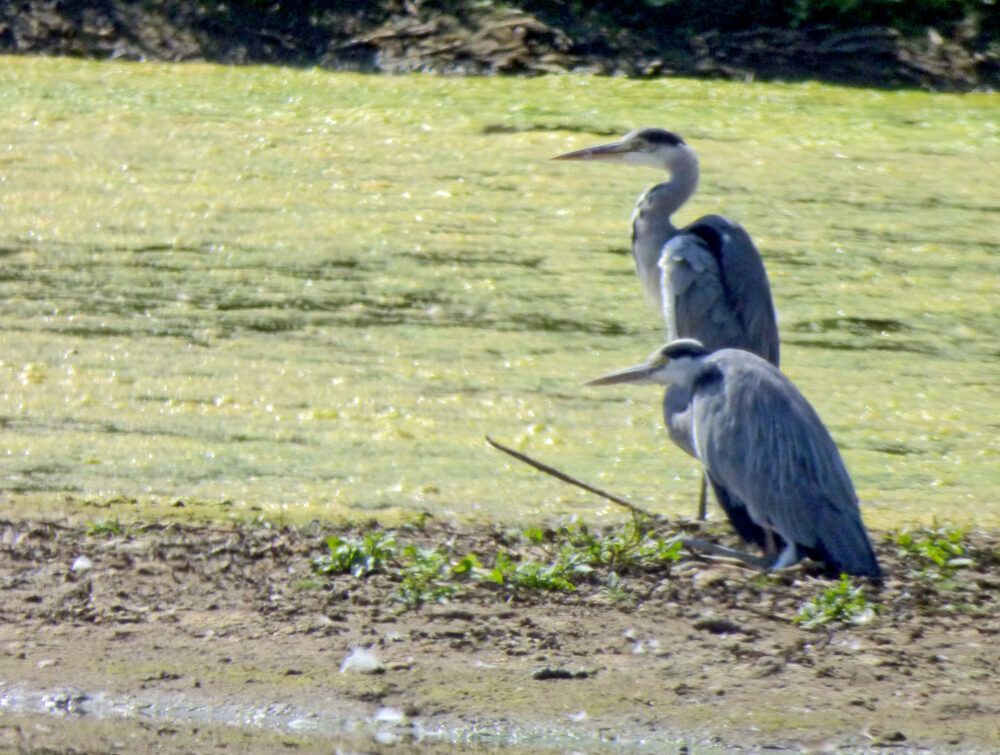 A Pair Of Herons, Rodley Nature Reserve, 10th August 2021