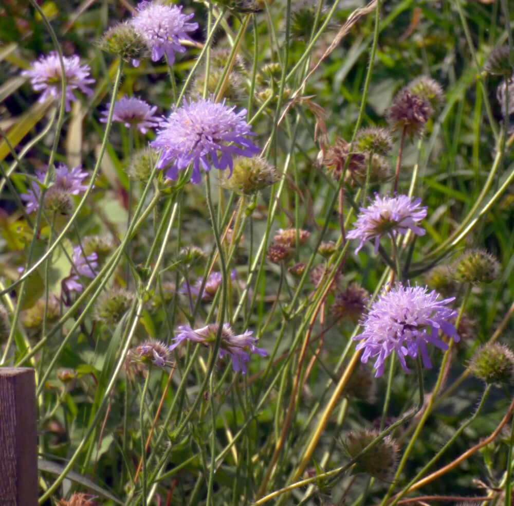 Scabious, Rodley Nature Reserve, 10th August 2021