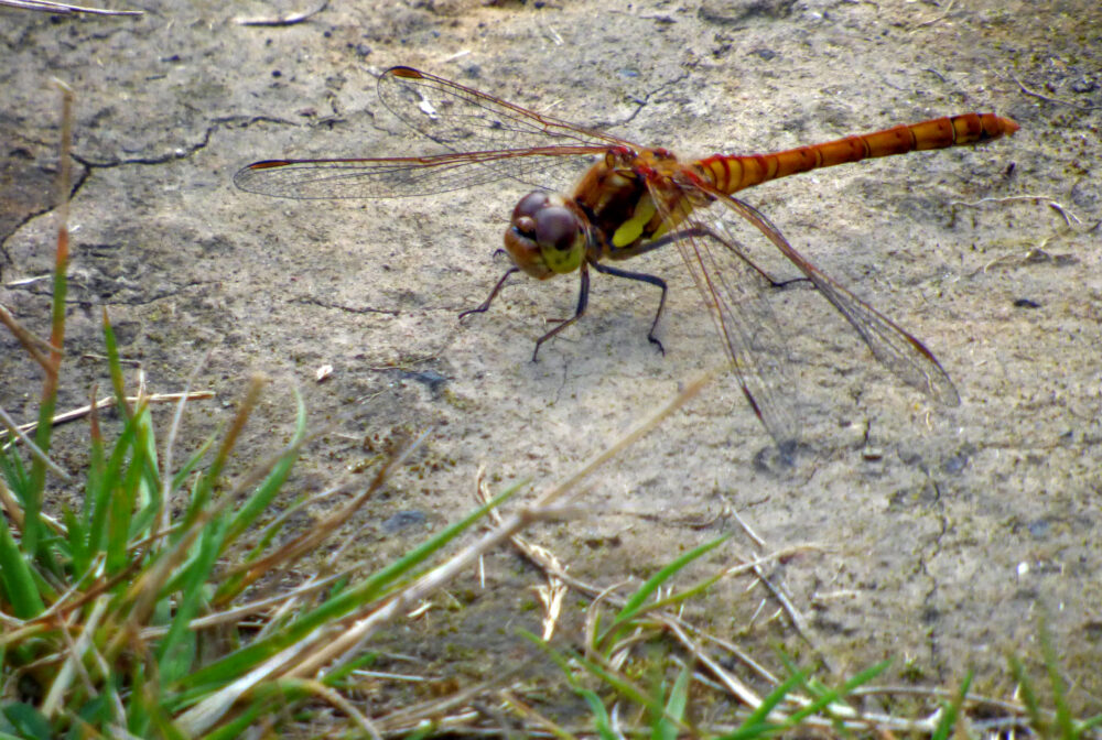 Common Darter, Rodley Nature Reserve,10th August 2021