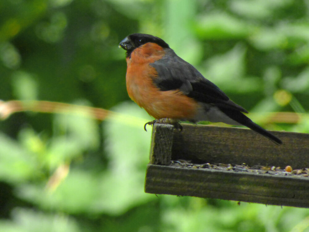 Bullfinch, Rodley Nature Reserve, 10th August 2021
