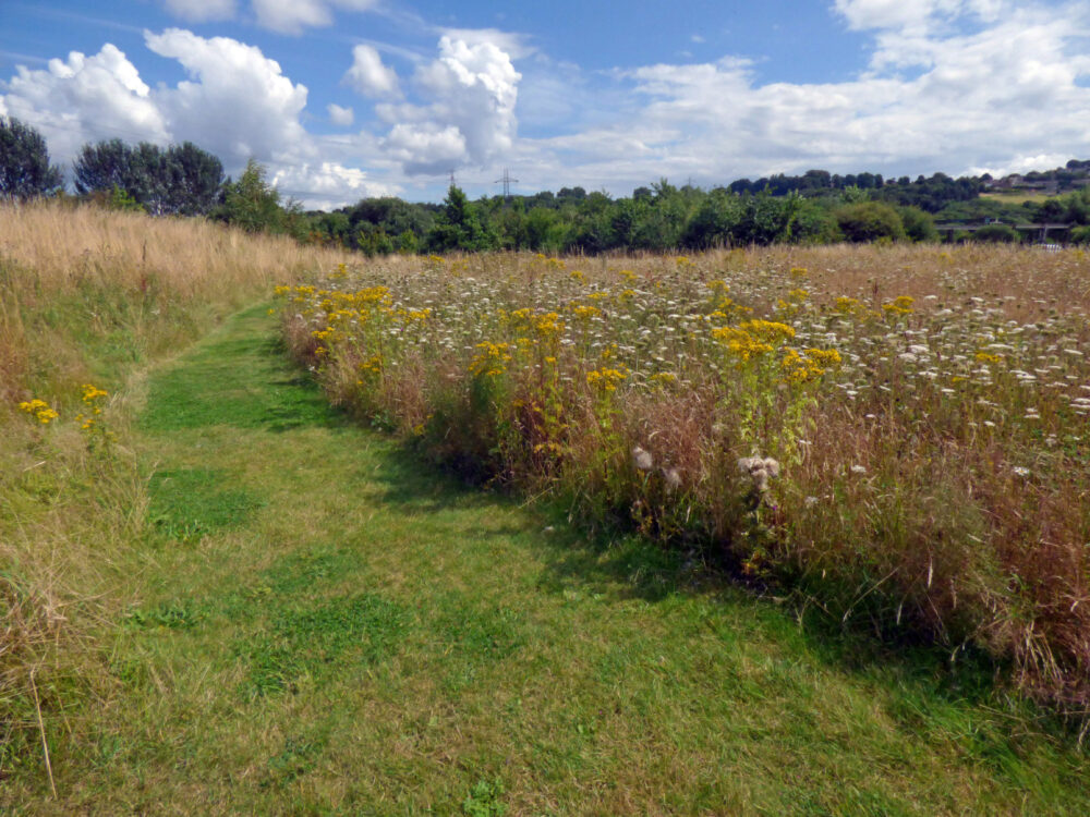 Meadow, Rodley Nature Reserve, 10th August 2021