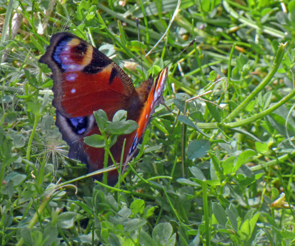 Peacock, Rodley Nature Reserve, 10th August 2021