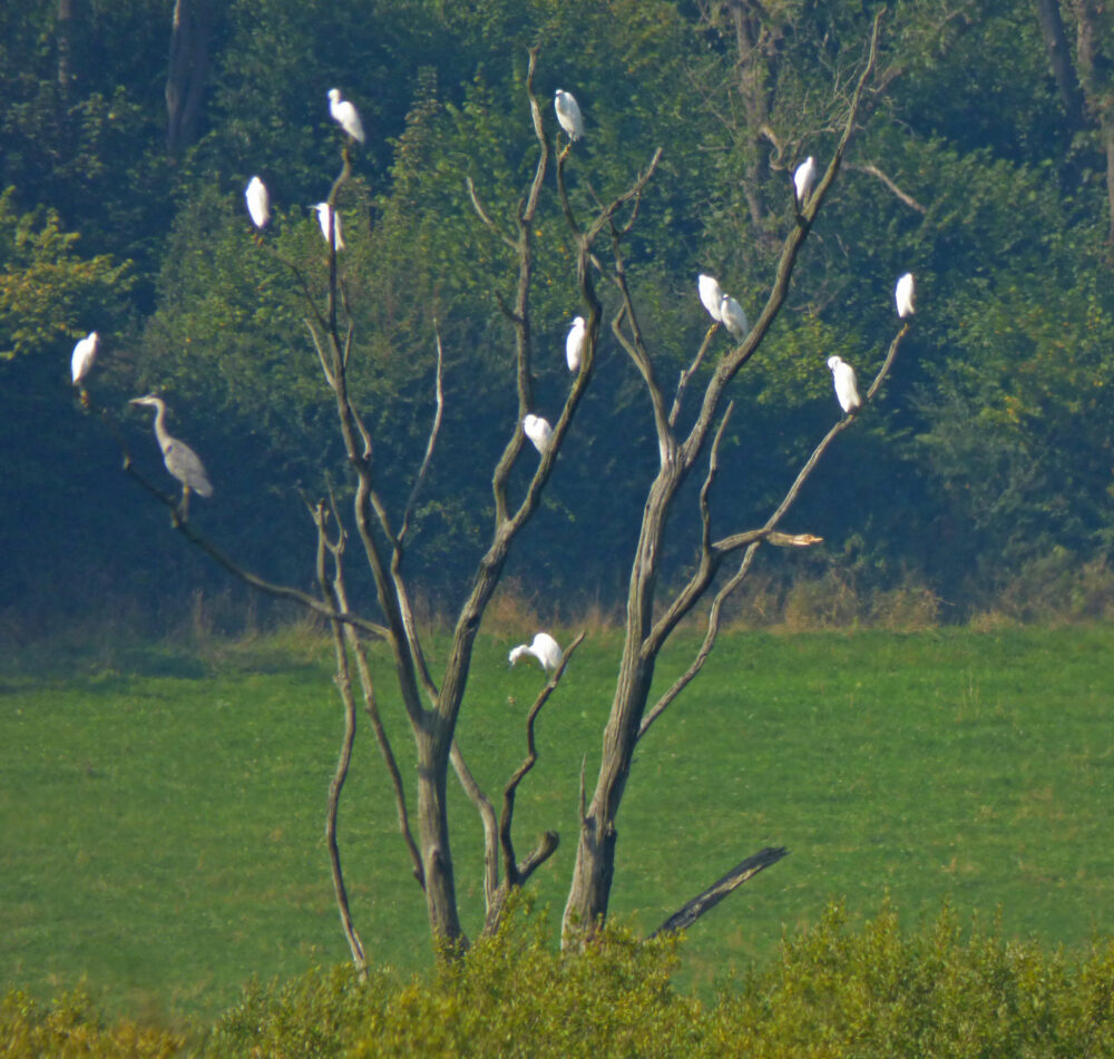 The Egret Tree, Leighton Moss, 7th September 2021