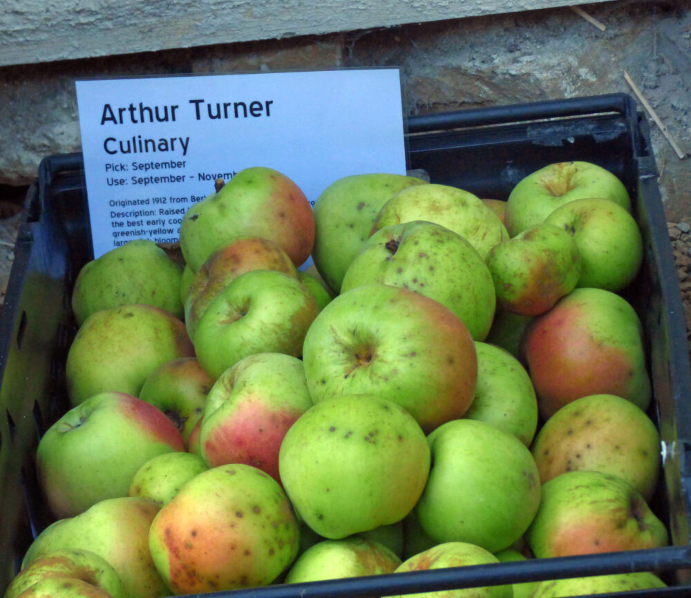 Arthur Turner, Apple Day 2021