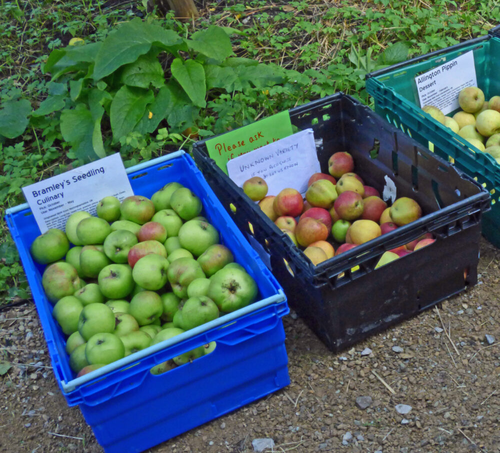 Apples for Sale, Apple Day 2021