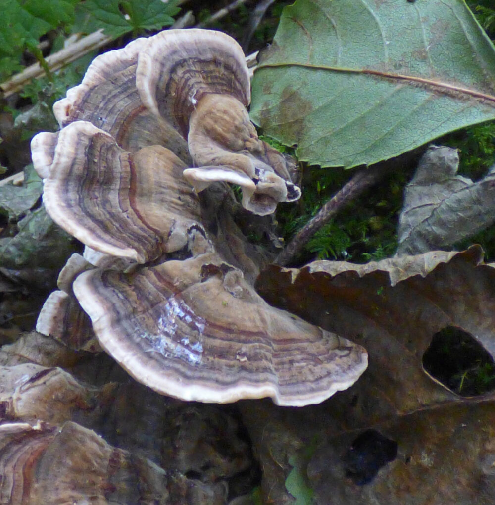 Turkeytail?, Gallow's Hill Nature Reserve, 12th October 2021