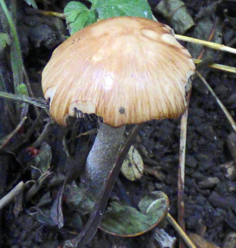 Unidentified fungus, Gallow's Hill Nature Reserve, 12th October 2021
