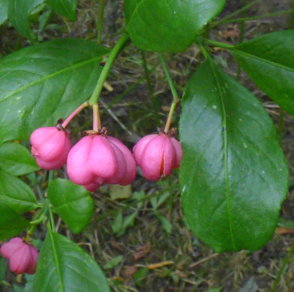 Spindle Tree, Gallow's Hill Nature Reserve,12th October 2021