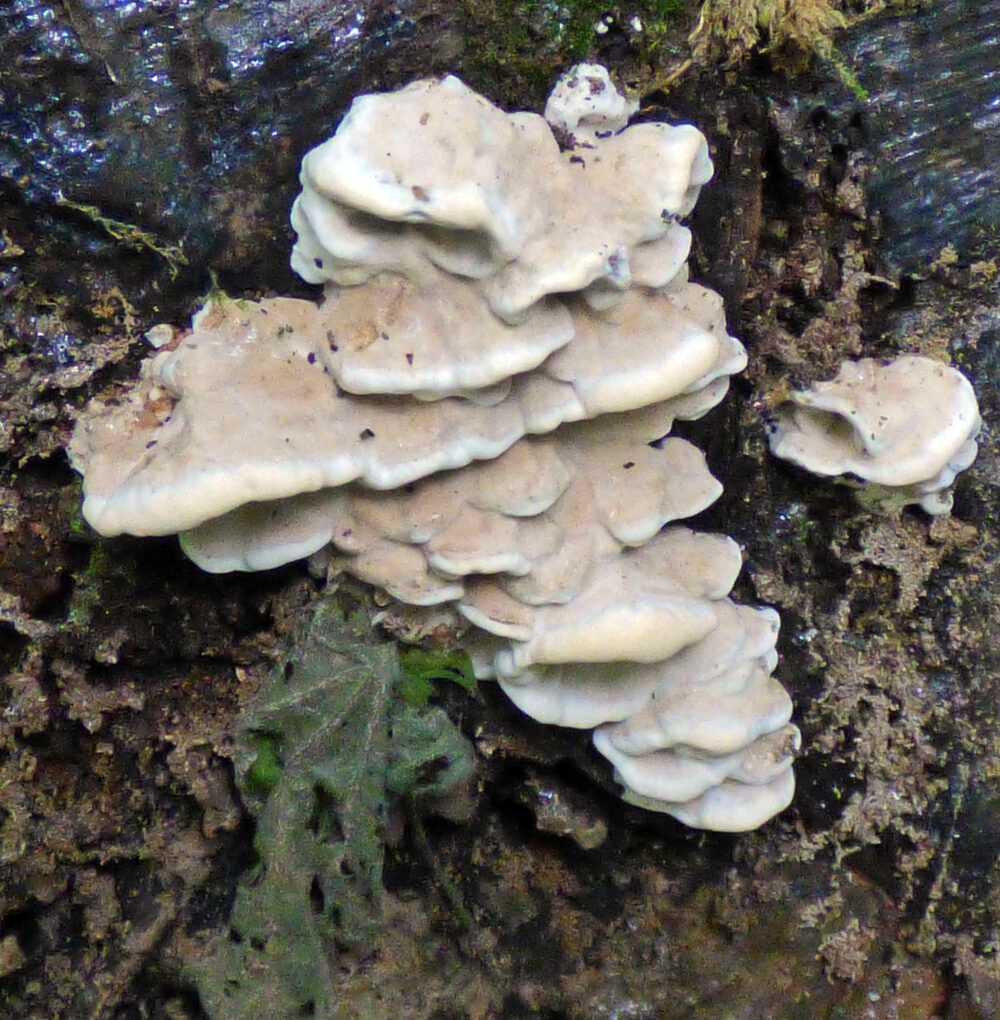 Lumpy Bracket?, Gallow's Hill Nature Reserve, 12th October 2021