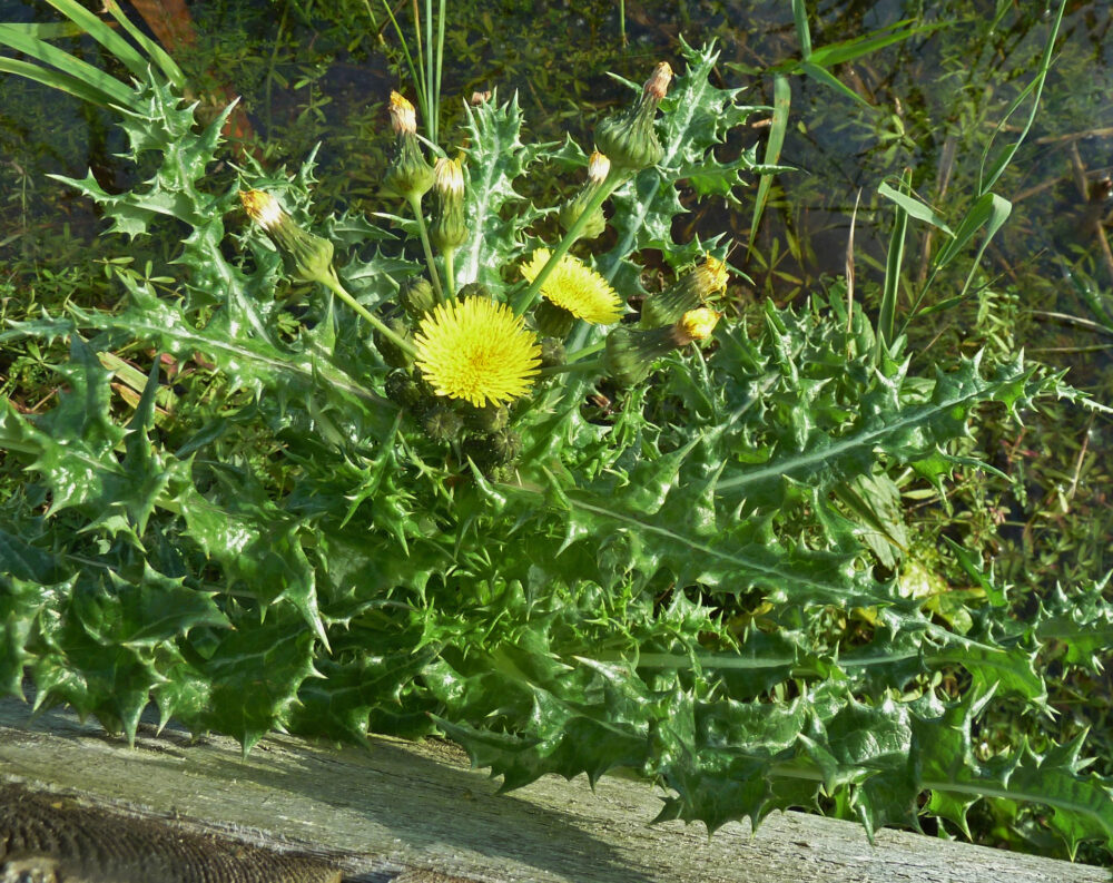 Rough Sow-thistle