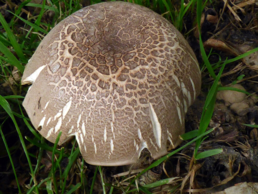 Blushing Wood Mushroom