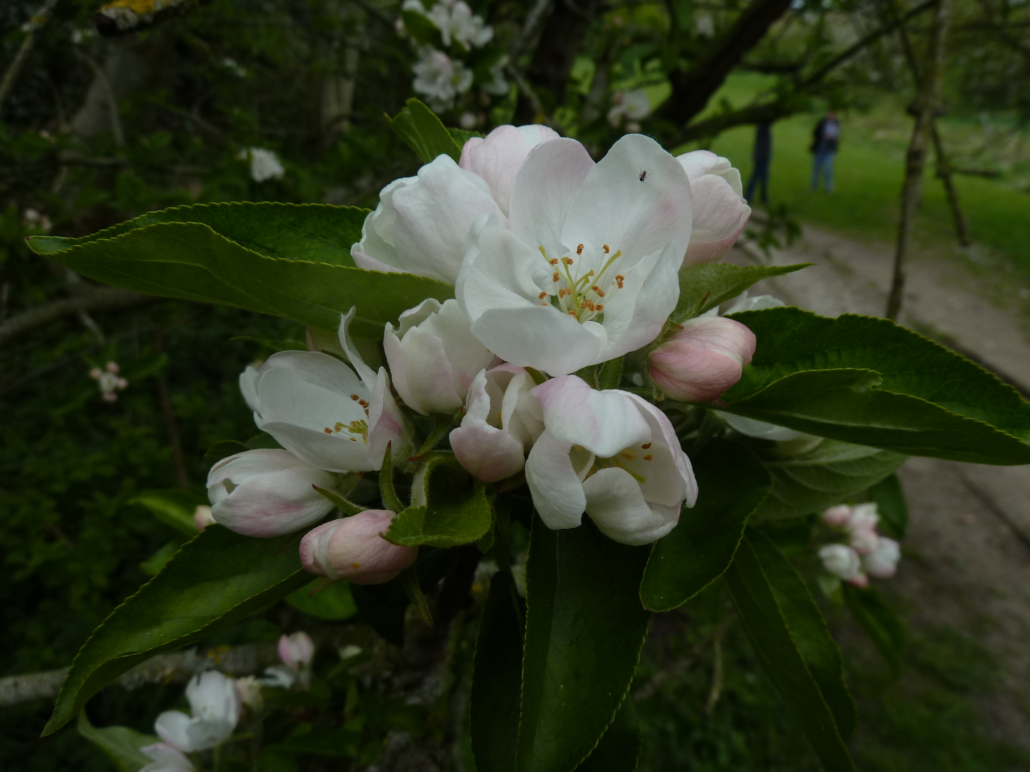 close up of apple blossom