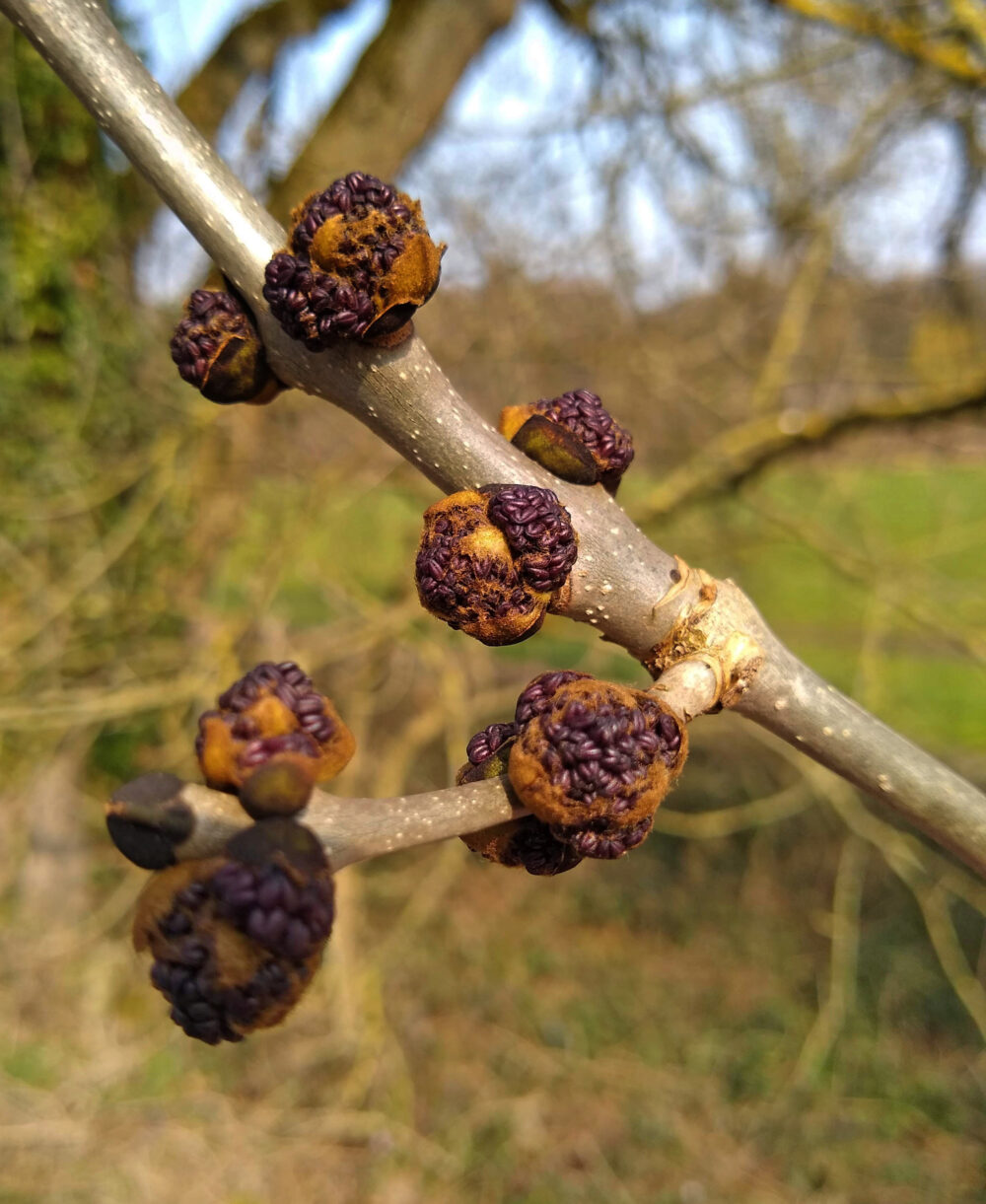 Ash Tree About To Burst Into Flower, Kirkstall, 22nd March 2022
