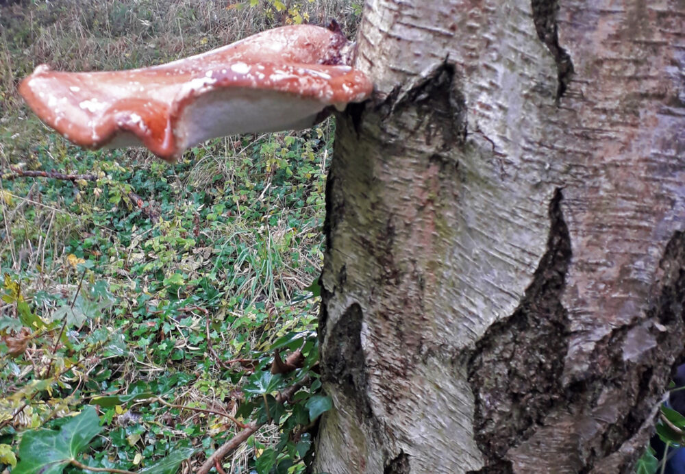 Birch Polypore, 13th October, Northcliffe Woods