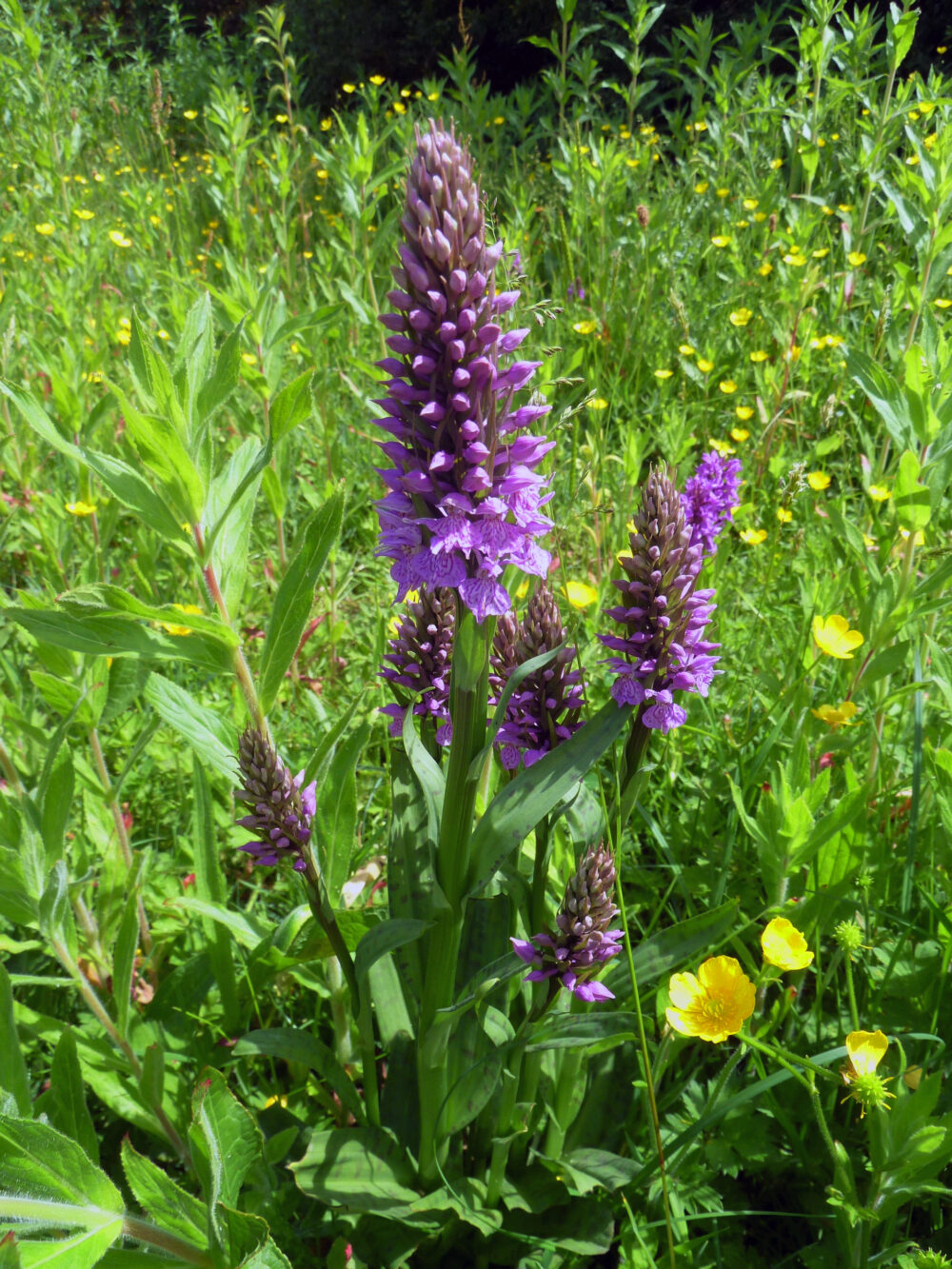 Common Spotted Orchids, Burley-In-Wharfedale, 15th June 2021