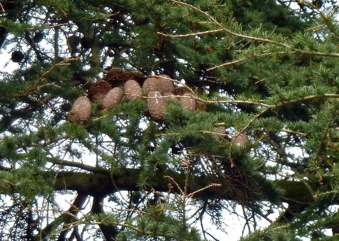 Female Cones On Cedar Of Lebanon