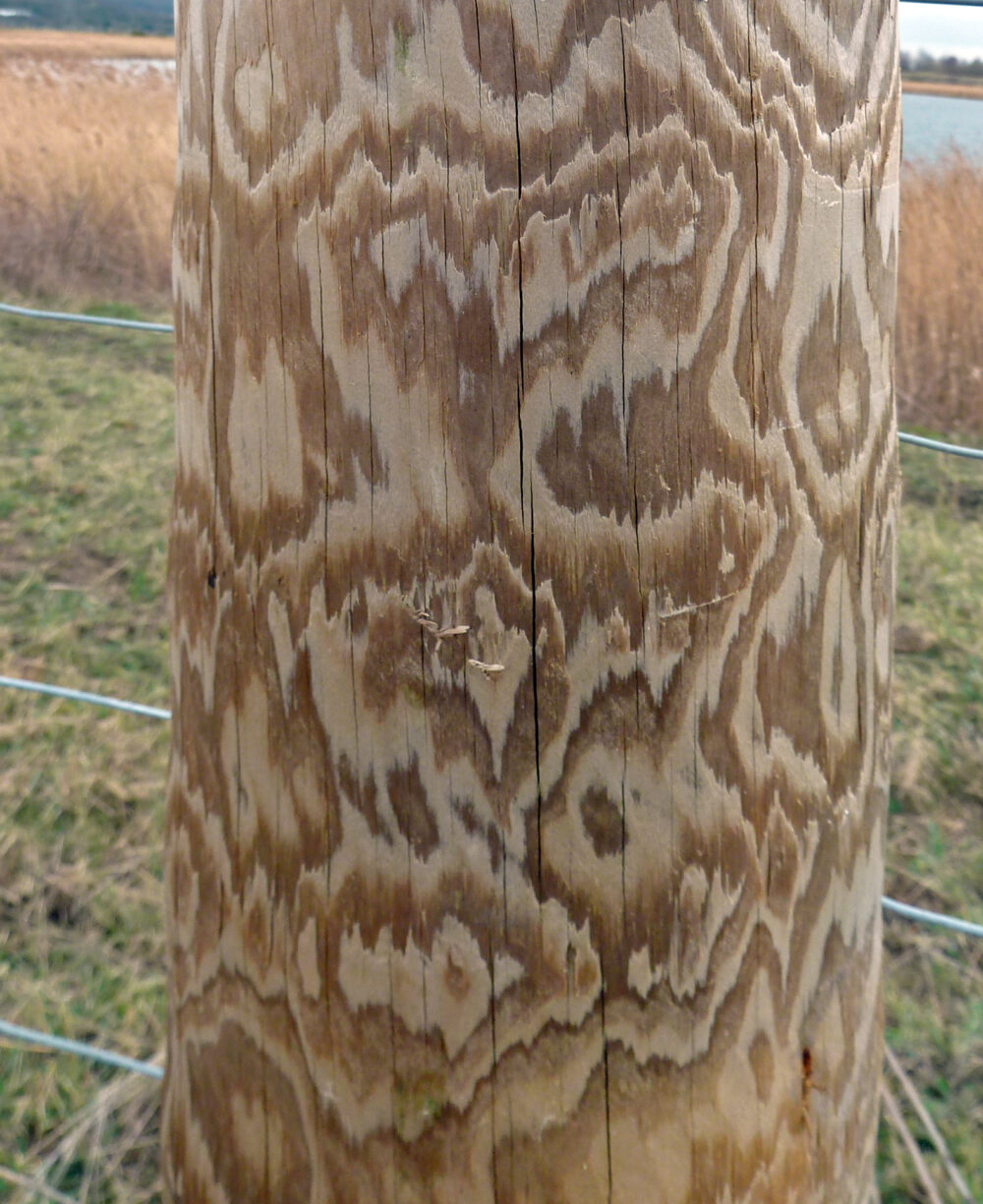 Fence Post, Bark Removed