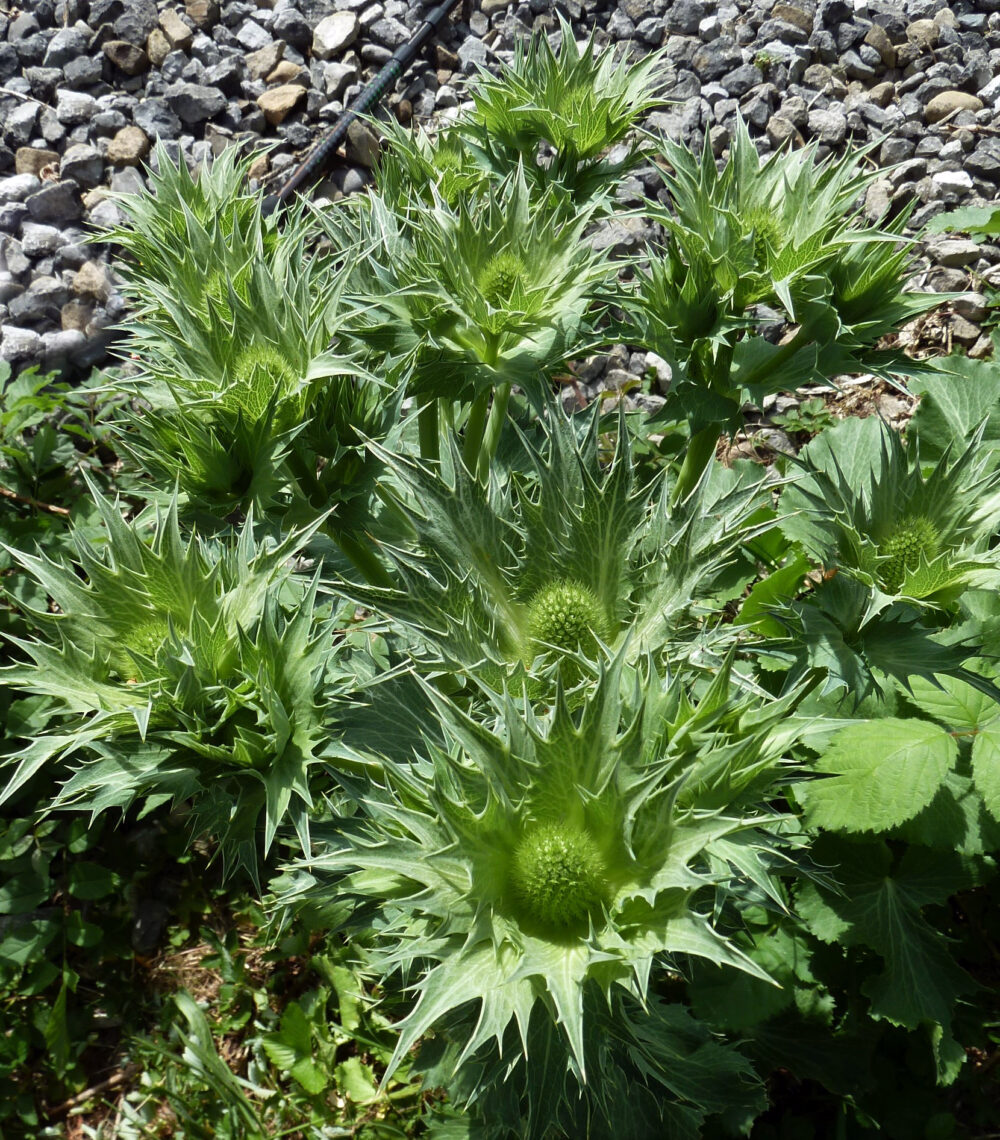 Giant Sea Holly, Burley-In-Wharfedale, 15th June 2021