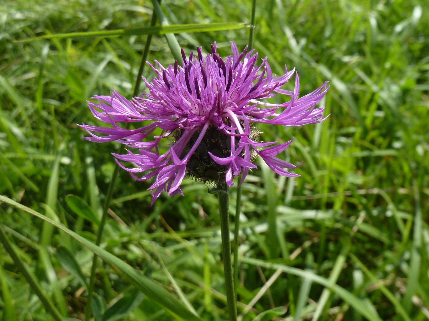 Greater Knapweed